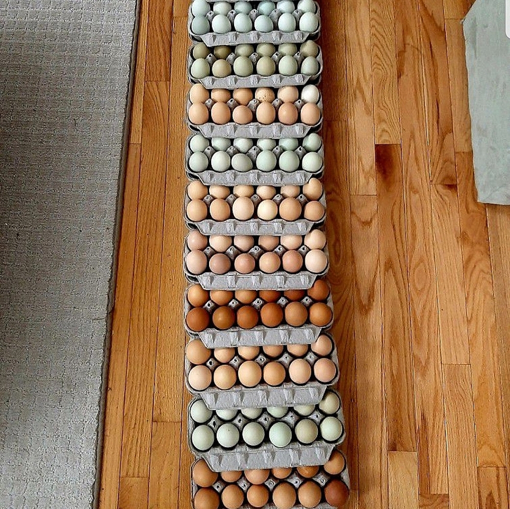 CRUELTY FREE HOLLOW EGGSHELLS